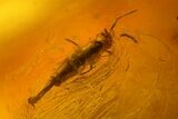 Fossil Springtail (Collembola) & Flies (Diptera) In Baltic Amber #150739-6